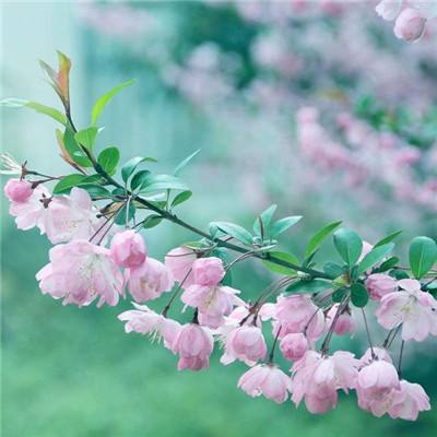 亲朋打地鼠手游下载